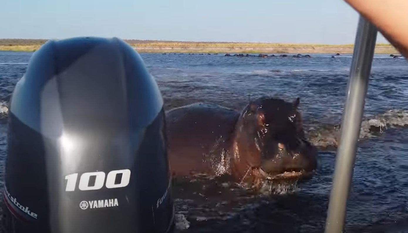 Εξαγριωμένος ιπποπόταμος επιτίθεται σε σκάφος με τουρίστες σε ποταμό της Ναμίμπια